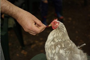 Animaux pour le Cinma